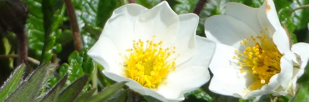 Fleurs
