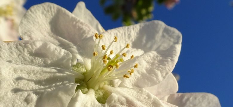 Fleurs
