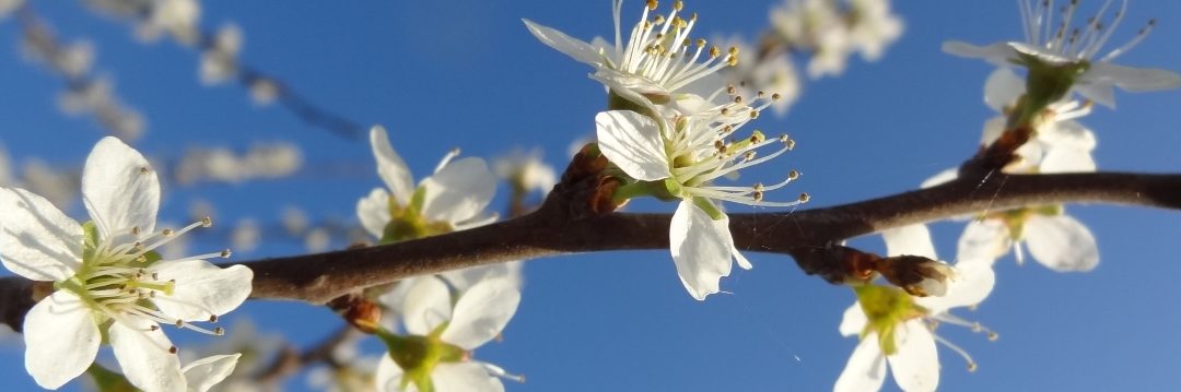 Le bonheur est là…