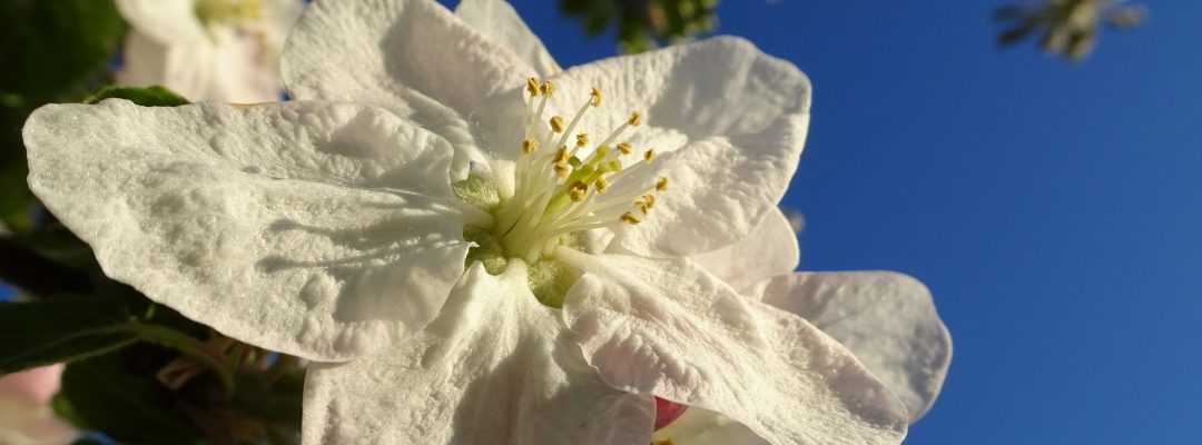 Fleurs Chamblon