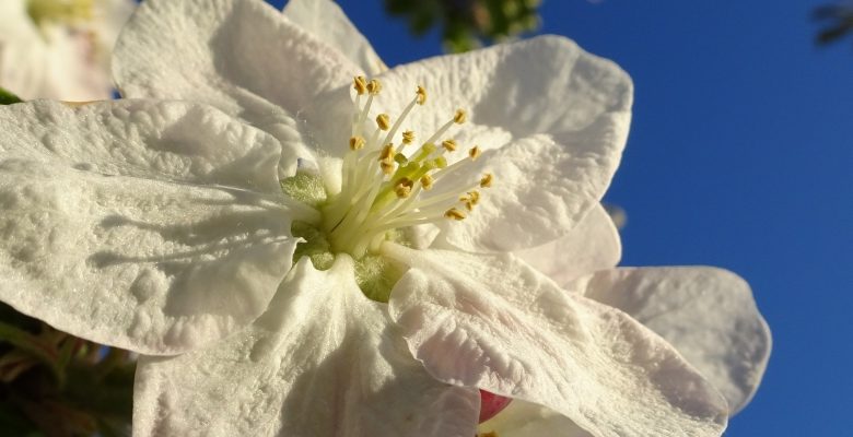 Fleurs Chamblon