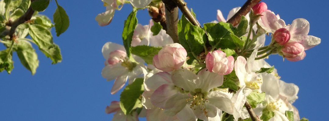 Fleurs Chamblon