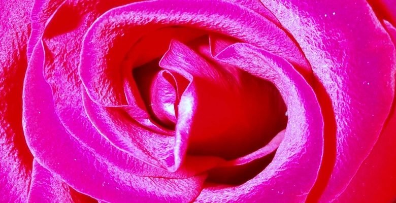 Rose rose