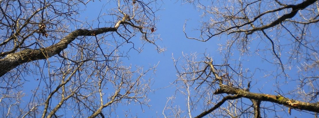 Je voudrais être un arbre