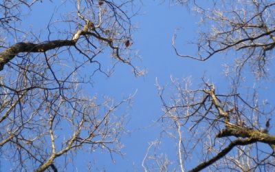 Je voudrais être un arbre