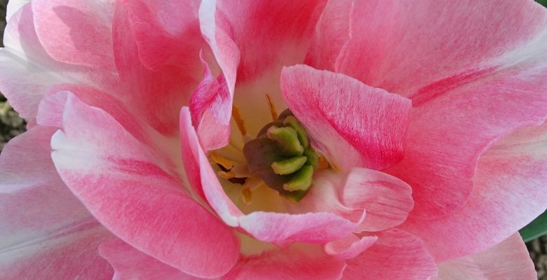 Tulipes morges
