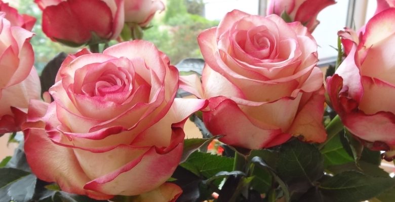 Roses bouquet
