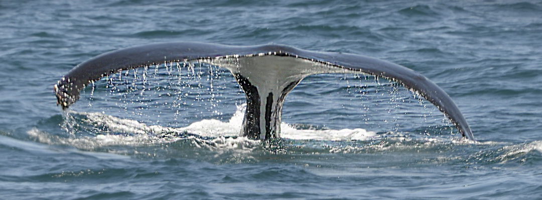 Image de baleine pour Poème Elle était