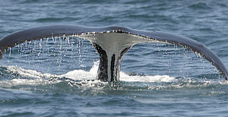 Image de baleine pour Poème Elle était