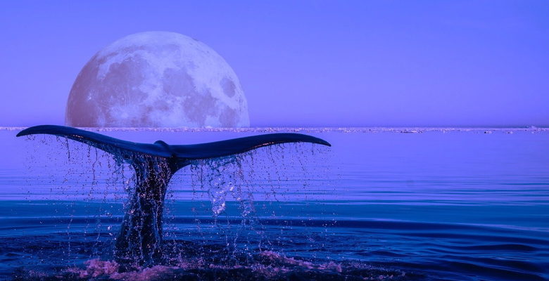Des baleines, des hommes et des virus
