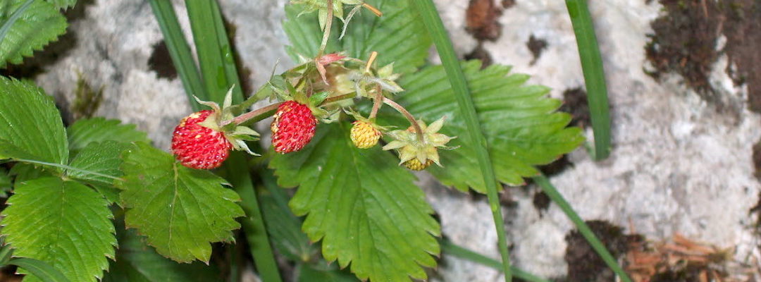 Poèmes d’été