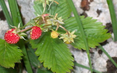 Poèmes d’été