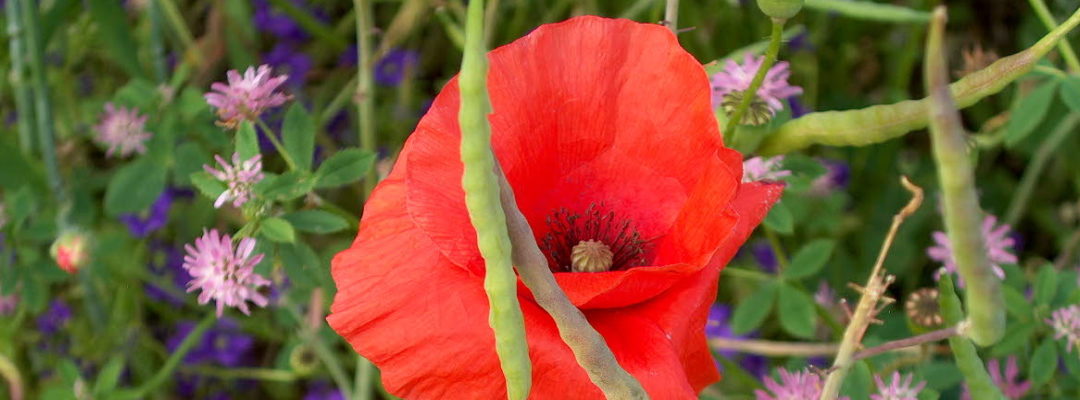 La danse du coquelicot