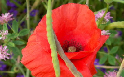 La danse du coquelicot