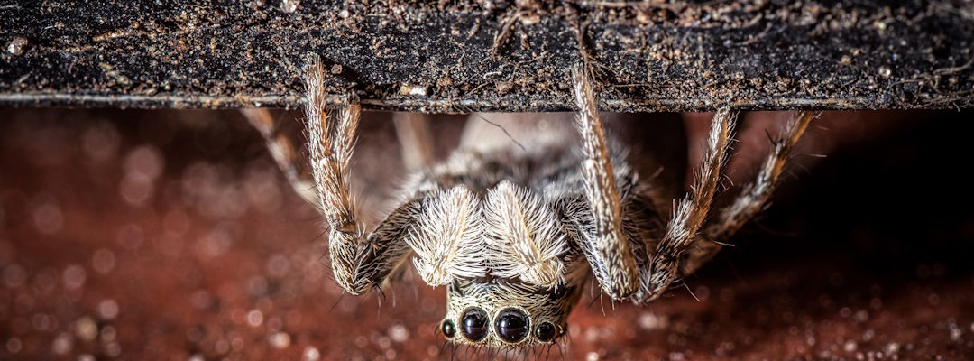 Les « Nosferatu » du Net