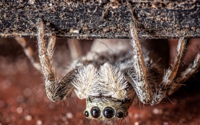 Les « Nosferatu » du Net