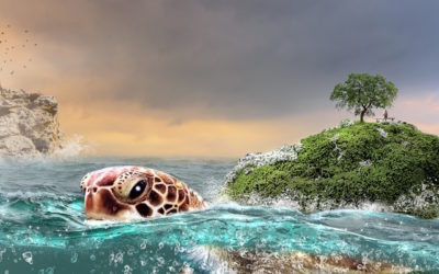Des tortues et des femmes